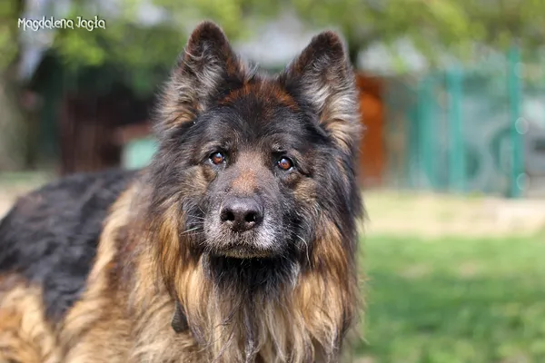 Pies do adopcji, Bydgoszcz, 2 maja 2025 (4/5)
