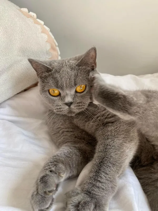 Znaleziono kota, Lublin, Sławinek, 20 kwietnia 2025 (1/5)