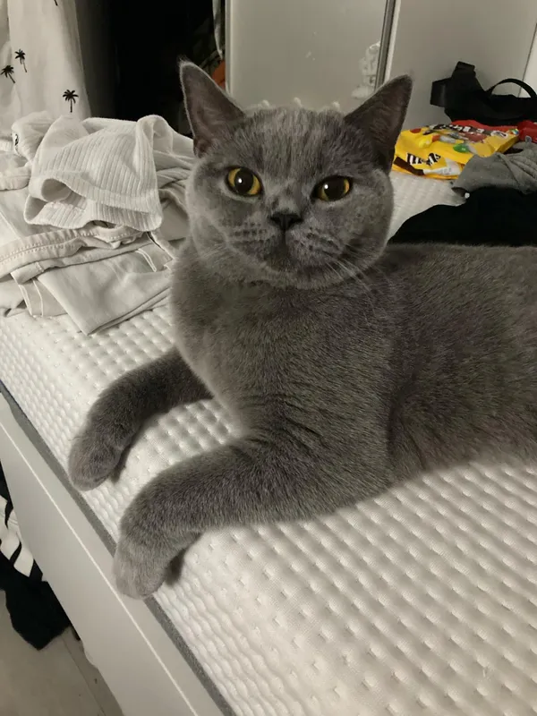 Znaleziono kota, Lublin, Sławinek, 20 kwietnia 2025 (2/5)