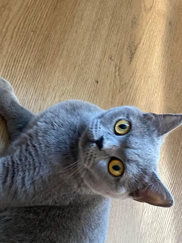 Znaleziono kota, Lublin, Sławinek, 20 kwietnia 2025 (3/5)