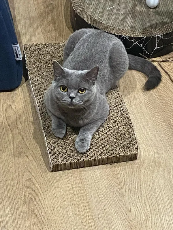 Znaleziono kota, Lublin, Sławinek, 20 kwietnia 2025 (4/5)