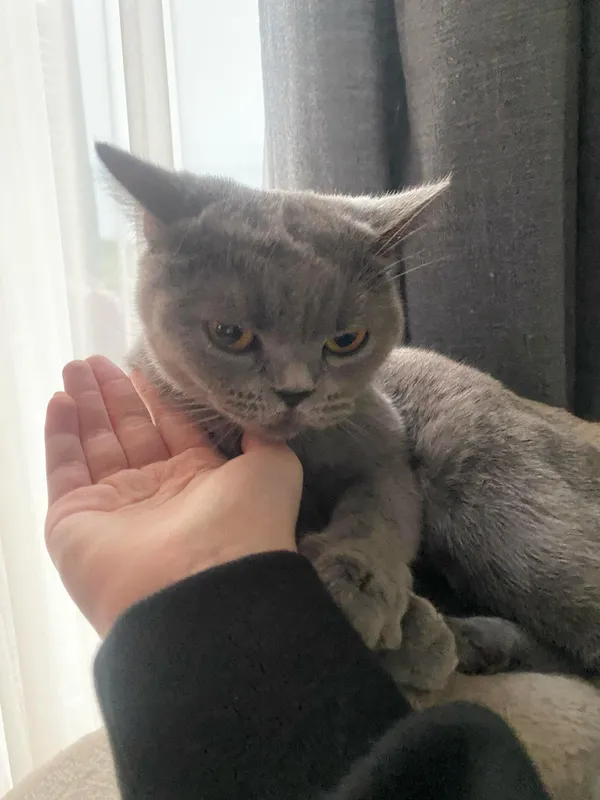 Znaleziono kota, Lublin, Sławinek, 20 kwietnia 2025 (5/5)