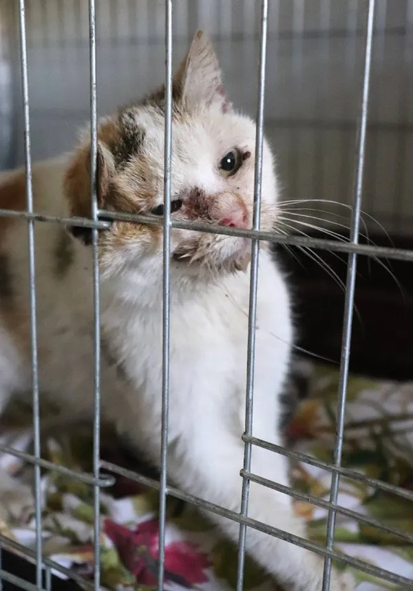 Znaleziono kota, Łódź, 19 kwietnia 2025 (1/3)