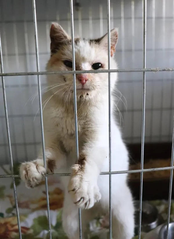 Znaleziono kota, Łódź, 19 kwietnia 2025 (2/3)