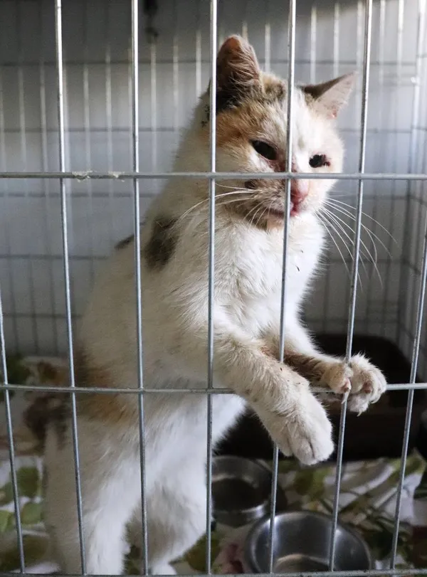 Znaleziono kota, Łódź, 19 kwietnia 2025 (3/3)