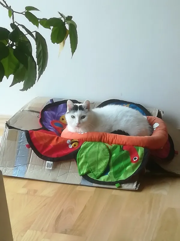 Zaginął kot, Truskaw, 21 kwietnia 2025