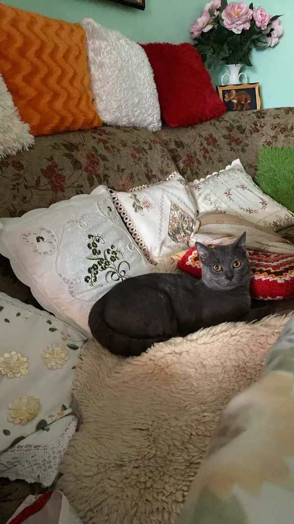 Zaginął kot, Ostrowiec Świętokrzyski, Henryków, 21 kwietnia 2025 (1/6)