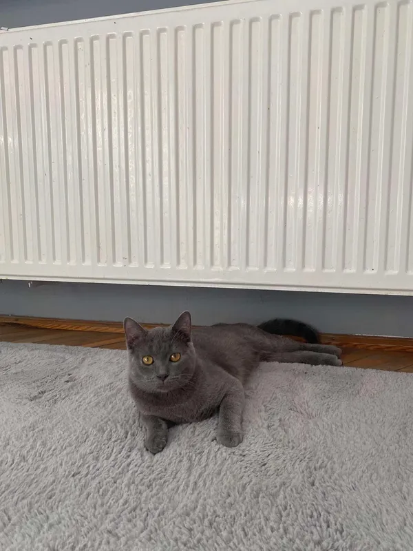 Zaginął kot, Ostrowiec Świętokrzyski, Henryków, 21 kwietnia 2025 (2/6)