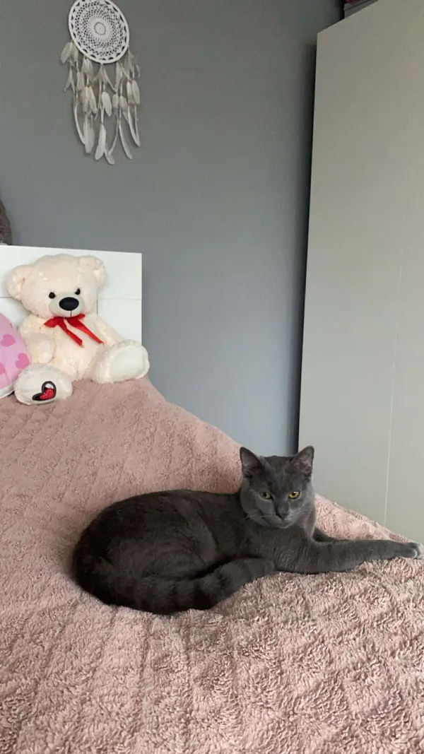 Zaginął kot, Ostrowiec Świętokrzyski, Henryków, 21 kwietnia 2025 (3/6)