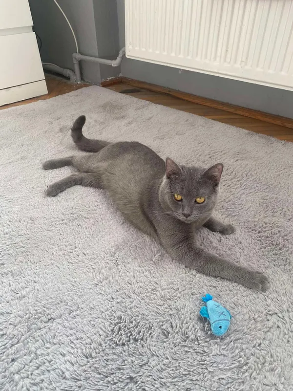 Zaginął kot, Ostrowiec Świętokrzyski, Henryków, 21 kwietnia 2025 (4/6)