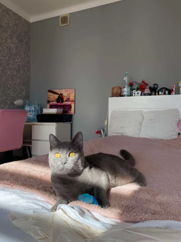 Zaginął kot, Ostrowiec Świętokrzyski, Henryków, 21 kwietnia 2025 (5/6)