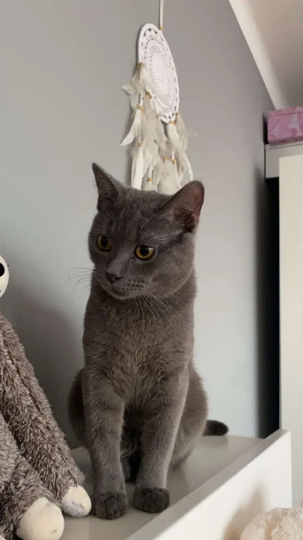 Zaginął kot, Ostrowiec Świętokrzyski, Henryków, 21 kwietnia 2025 (6/6)