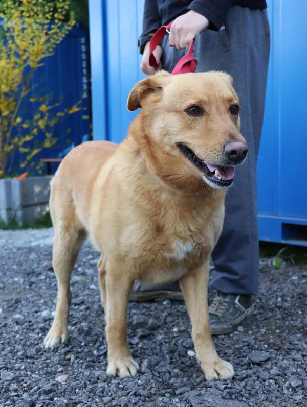 Znaleziono psa, Łódź, 21 kwietnia 2025 (1/2)