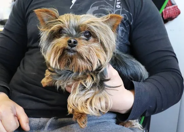 Znaleziono psa, Łódź, 21 kwietnia 2025 (1/2)