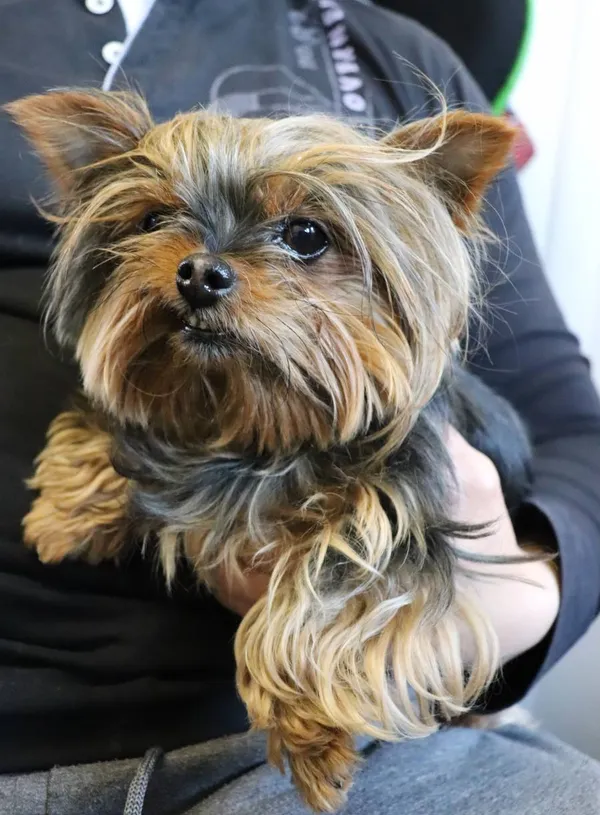 Znaleziono psa, Łódź, 21 kwietnia 2025 (2/2)