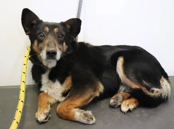 Znaleziono psa, Łódź, 20 kwietnia 2025 (2/5)