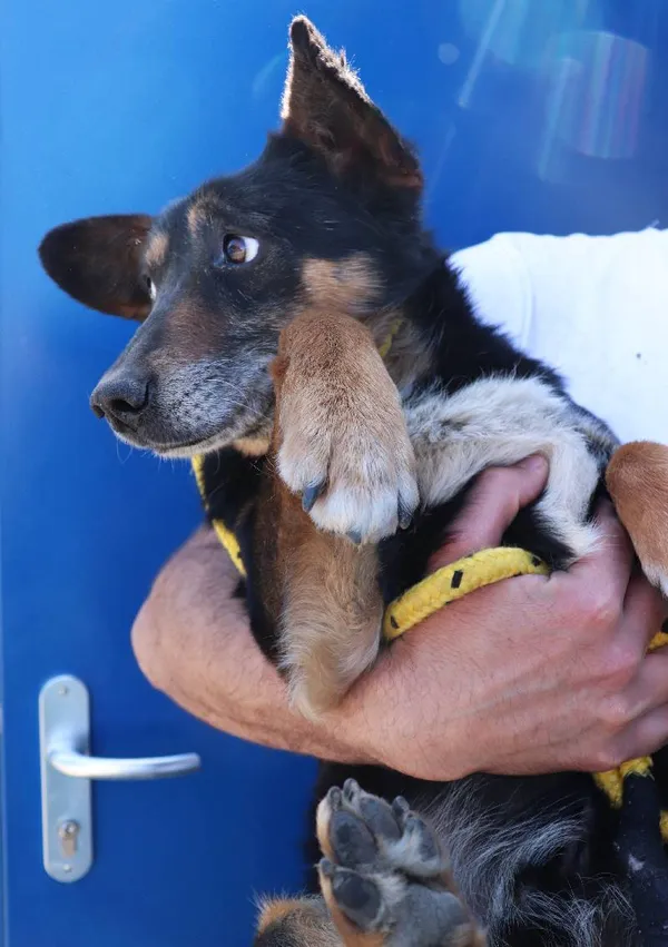 Znaleziono psa, Łódź, 20 kwietnia 2025 (4/5)