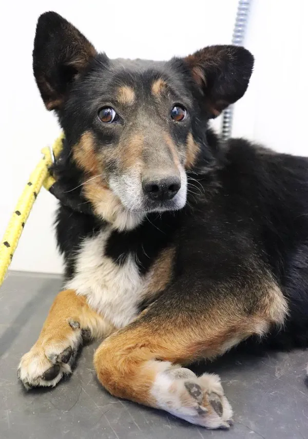 Znaleziono psa, Łódź, 20 kwietnia 2025 (5/5)