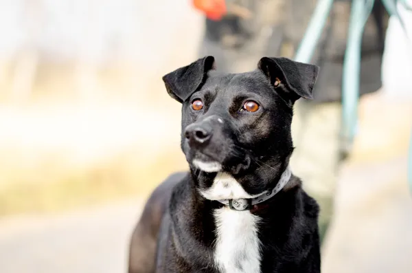 Oddam psa, Elbląg, Zawodzie, 21 kwietnia 2025 (1/4)