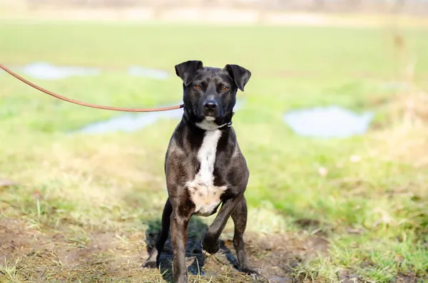 Oddam psa, Elbląg, Zawodzie, 21 kwietnia 2025 (3/4)