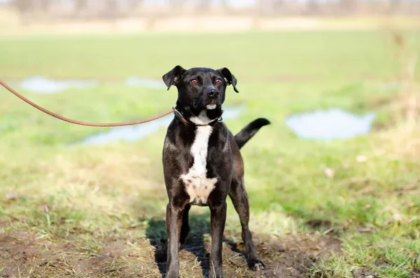 Oddam psa, Elbląg, Zawodzie, 21 kwietnia 2025 (4/4)