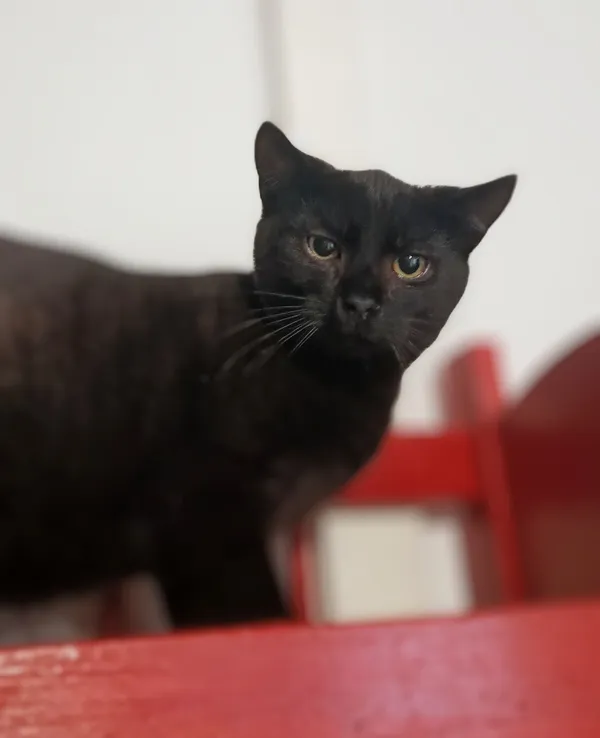 Oddam kota, Olsztyn, Osiedle nad Jeziorem Długim, 21 kwietnia 2025 (1/2)