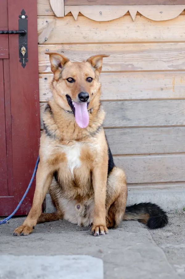 Oddam psa, Gdańsk, Oliwa, 21 kwietnia 2025 (2/4)