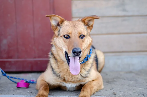 Oddam psa, Gdańsk, Oliwa, 21 kwietnia 2025 (3/4)