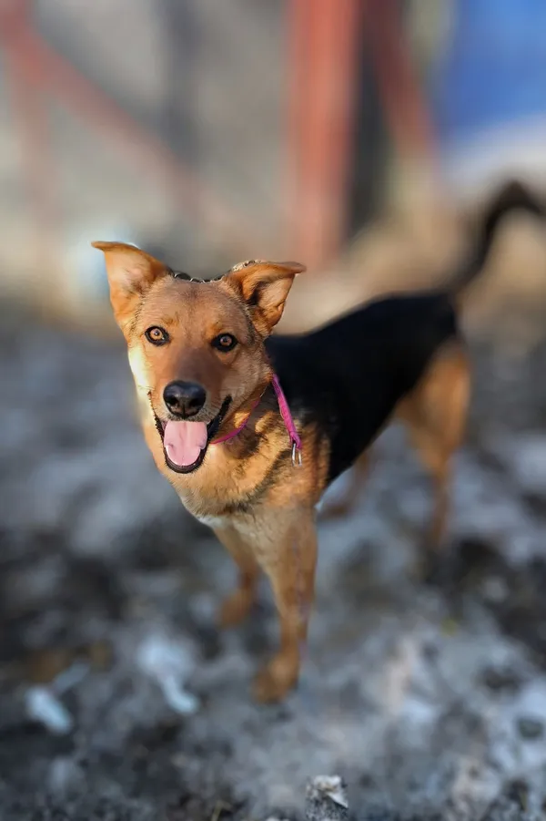 Oddam psa, Gdańsk, Oliwa, 21 kwietnia 2025 (4/4)