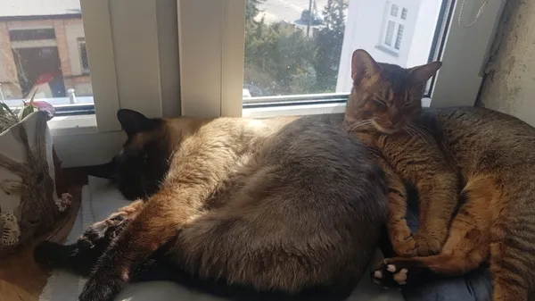 Zaginął kot, Łódź, 21 kwietnia 2025