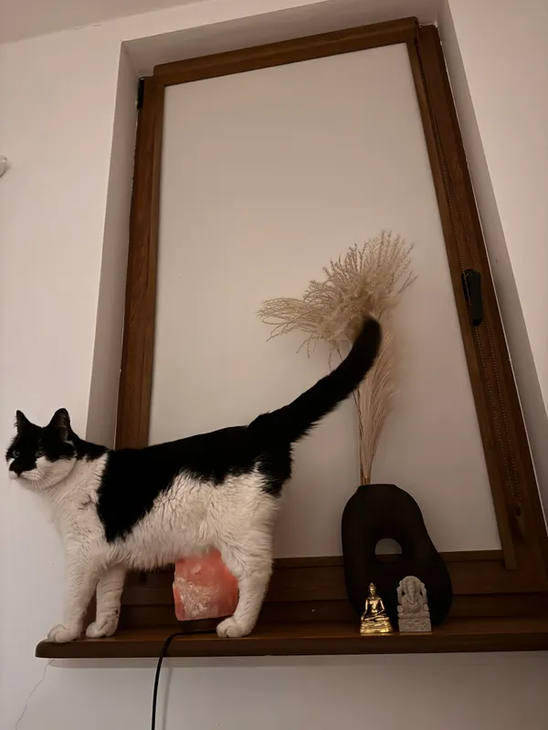 Zaginął kot, Łukęcin, 22 kwietnia 2025 (3/4)