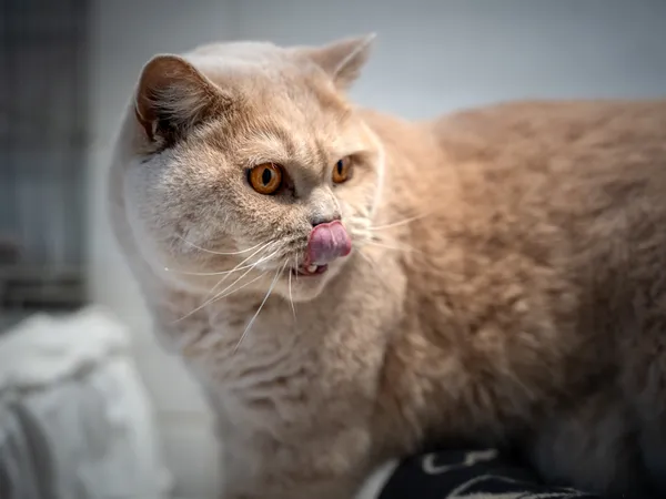 Znaleziono kota, Sosnowiec, 21 kwietnia 2025 (1/5)