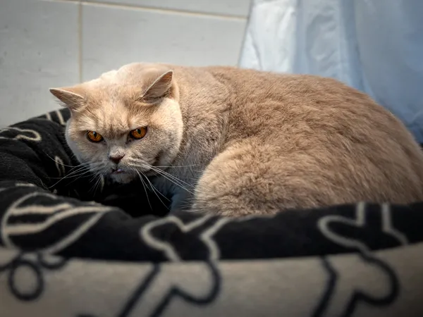 Znaleziono kota, Sosnowiec, 21 kwietnia 2025 (5/5)