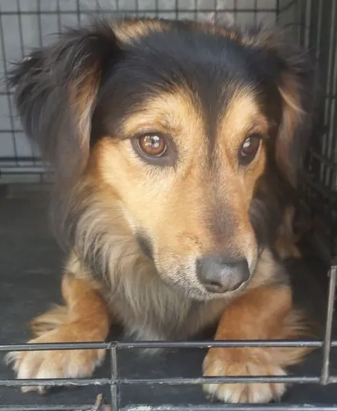 Znaleziono psa, Radom, 20 kwietnia 2025