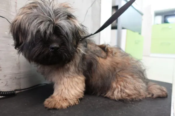 Znaleziono psa, Gdańsk, 18 kwietnia 2025