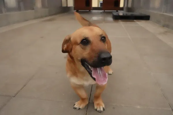 Znaleziono psa, Gdańsk, 18 kwietnia 2025