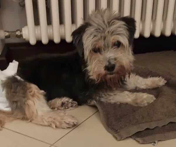 Zaginął pies, Nieporęt, 22 kwietnia 2025