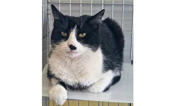 Kot do adopcji, Wrocław, 14 kwietnia 2025