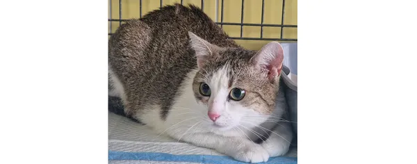 Kot do adopcji, Wrocław, 18 kwietnia 2025