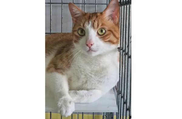 Kot do adopcji, Wrocław, 15 kwietnia 2025