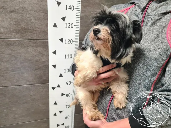 Znaleziono psa, Chełmek, 19 kwietnia 2025