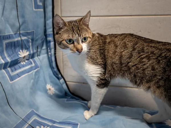 Znaleziono kota, Sosnowiec, 19 kwietnia 2025 (1/5)