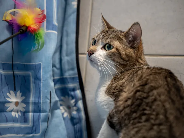 Znaleziono kota, Sosnowiec, 19 kwietnia 2025 (2/5)