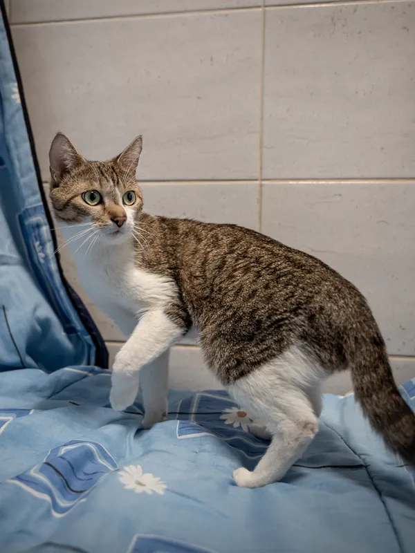 Znaleziono kota, Sosnowiec, 19 kwietnia 2025 (3/5)