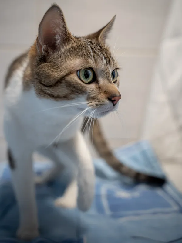 Znaleziono kota, Sosnowiec, 19 kwietnia 2025 (4/5)