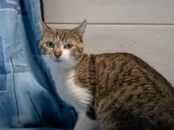 Znaleziono kota, Sosnowiec, 19 kwietnia 2025 (5/5)