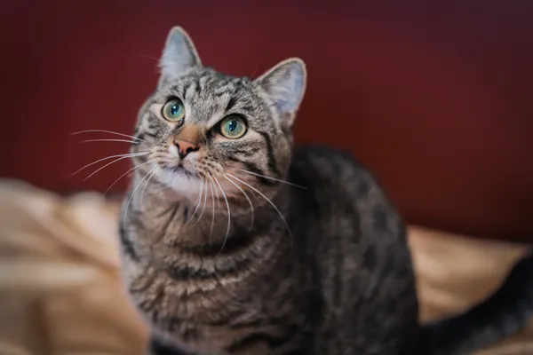 Znaleziono kota, Sosnowiec, 19 kwietnia 2025 (4/5)