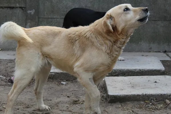 Pies do adopcji, Bełchatów, 25 stycznia 2025 (2/5)