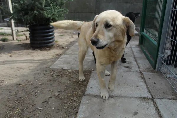 Pies do adopcji, Bełchatów, 25 stycznia 2025 (3/5)