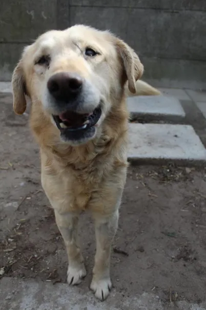 Pies do adopcji, Bełchatów, 25 stycznia 2025 (5/5)